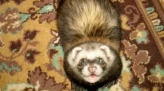 Péče o ferret